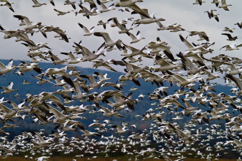 Snow Geese Flock Taking Off